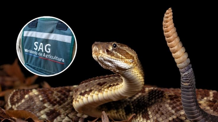 Tras avistamiento de serpiente cascabel en San Antonio: SAG intensifica búsqueda del reptil