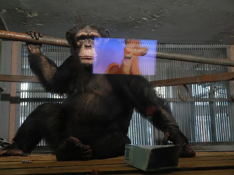 Zoológico exhibe «El Rey León» a chimpancés para que no se depriman por falta de visitantes por coronavirus