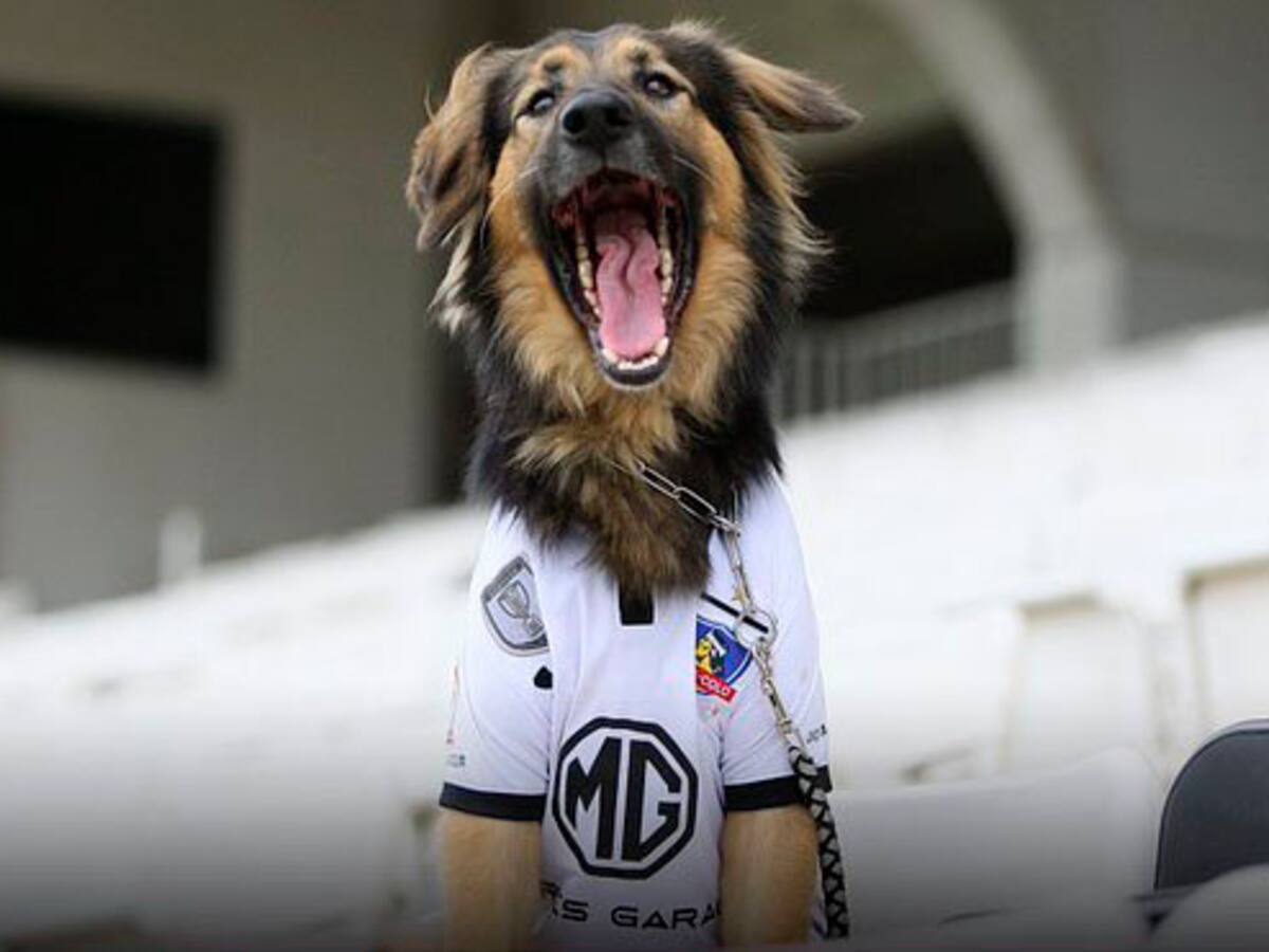 Fue adoptado y se convirtió en una figura emblemática: Falleció Capitán, la mascota oficial de Colo Colo