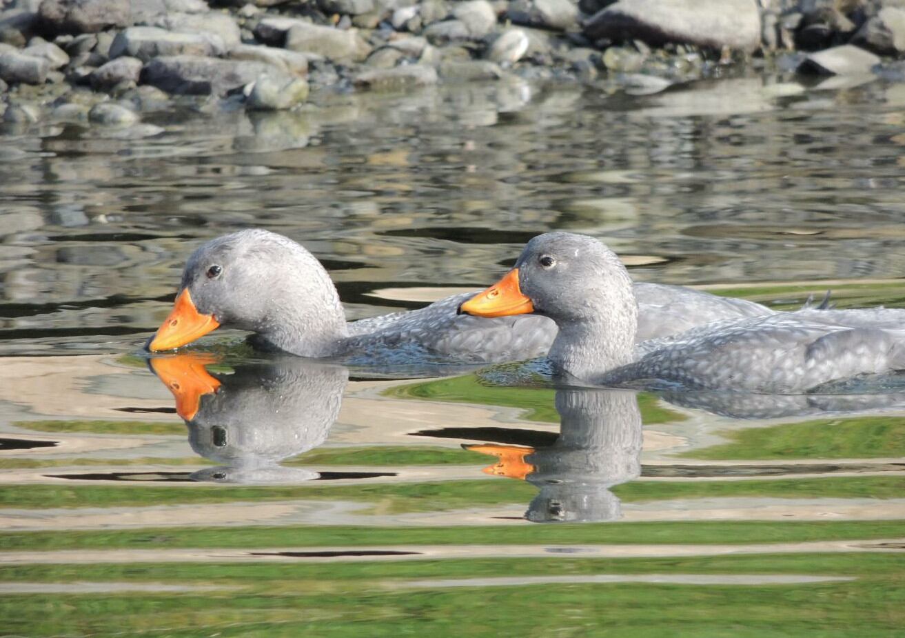 Confirman primeros casos de influenza aviar en Chiloé: SAG activó protocolos sanitarios. Créditos: Luciana Mestre