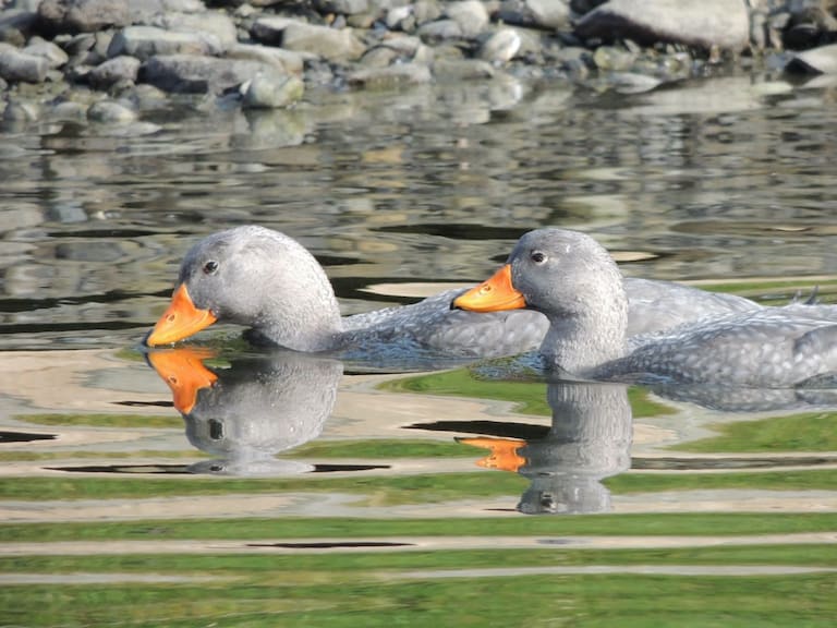 Confirman primeros casos de influenza aviar en Chiloé: SAG activó protocolos sanitarios. Créditos: Luciana Mestre
