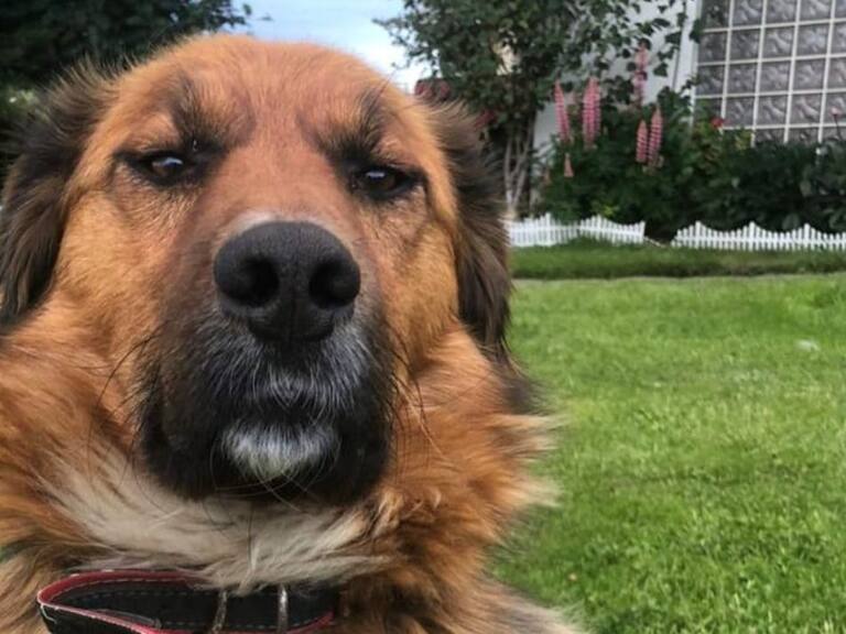 Contraloría saludó al primer perro de la República, Brownie Boric: le advirtieron que no podrá bloquear usuarios