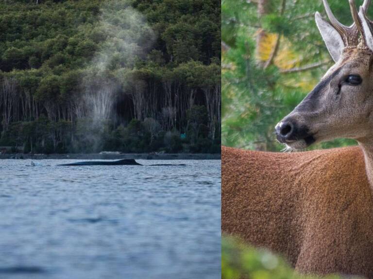 Gobierno firma acuerdo para crear nuevo Parque Nacional Cabo Froward en Magallanes: tendrá 121 mil hectáreas