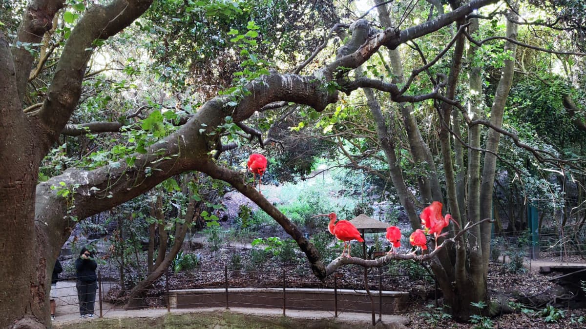 El aviario más grande de Sudamérica queda a menos de dos horas de Santiago: así es el Parque Tricao