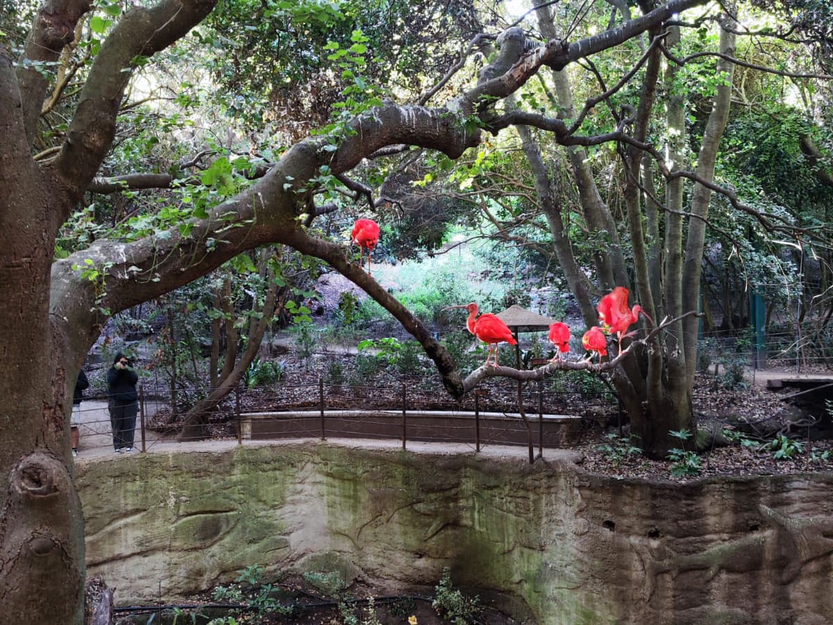 El aviario más grande de Sudamérica queda a menos de dos horas de Santiago: así es el Parque Tricao