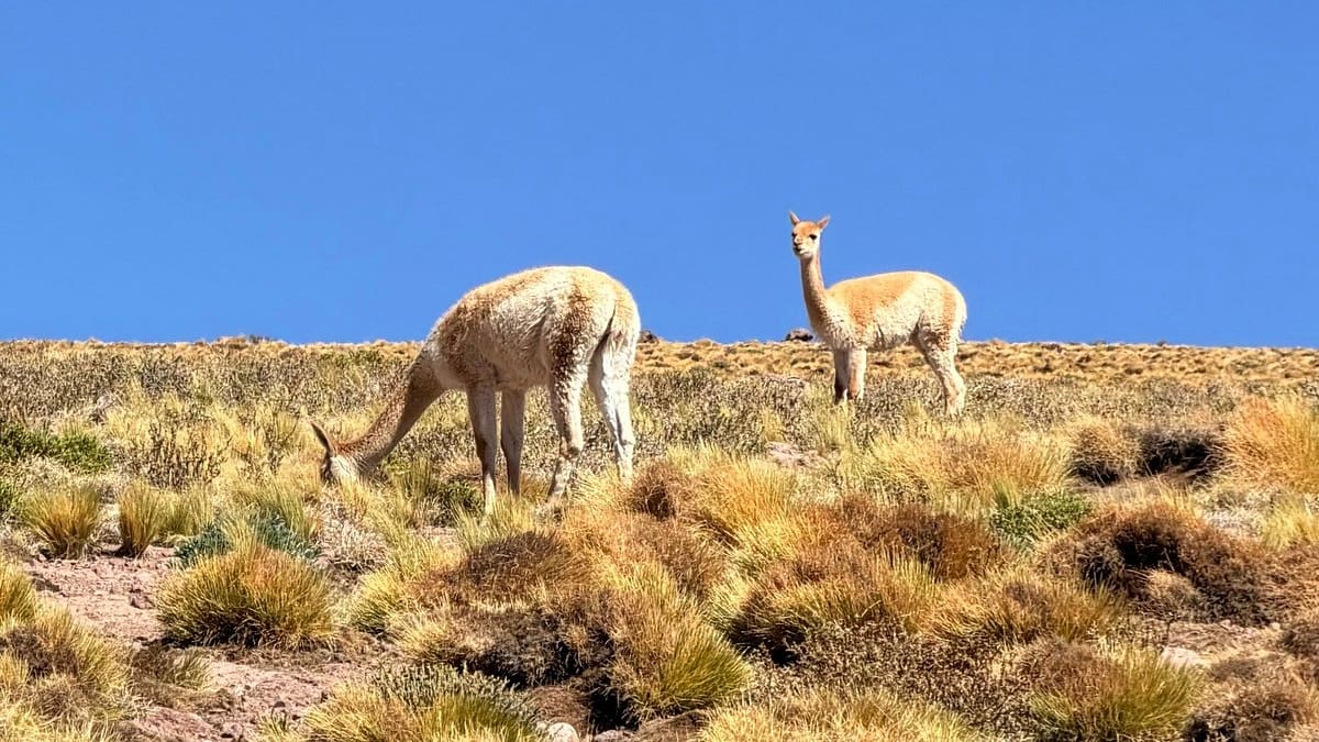 Avistamiento histórico en el Altiplano: así es la hembra de guanaco blanca que desafía a la naturaleza en Chile