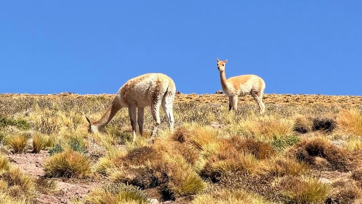 Avistamiento histórico en el Altiplano: así es la hembra de guanaco blanca que desafía a la naturaleza en Chile