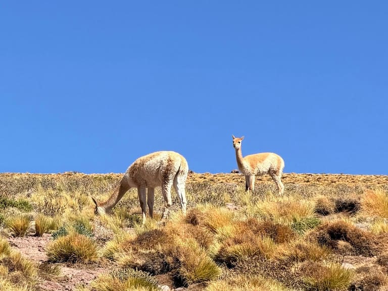 Avistamiento histórico en el Altiplano: así es la hembra de guanaco blanca que desafía a la naturaleza en Chile