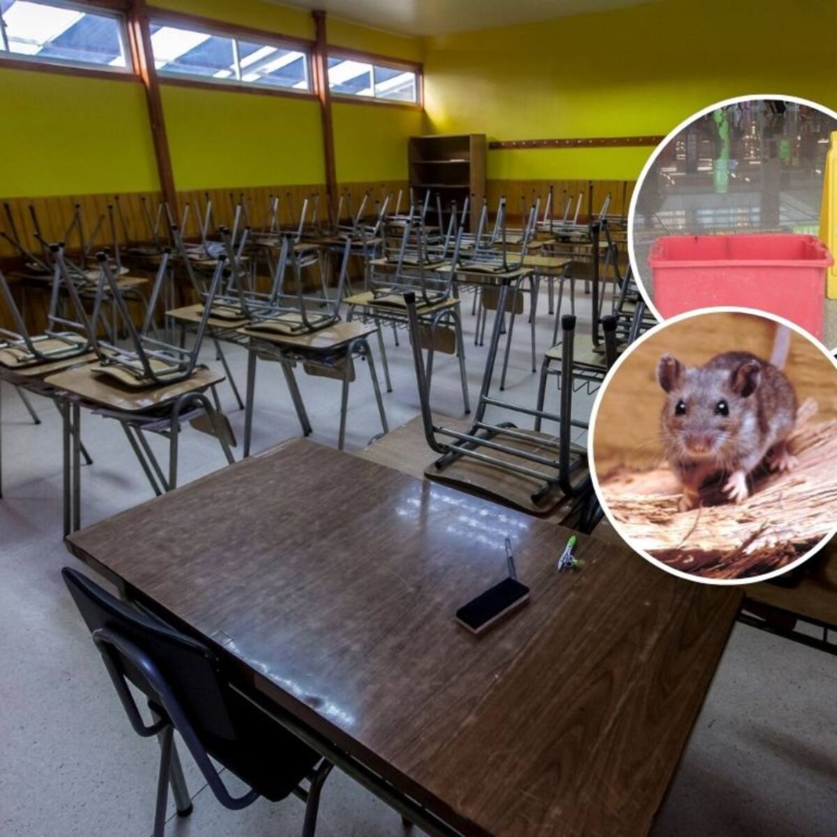 Clases suspendidas, plagas de roedores y filtraciones: ordenan auditoría por crisis en colegios del norte de Chile