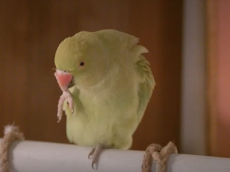 Carolina Castillo es la voz de Arnold, el loro de Pobre Novio.