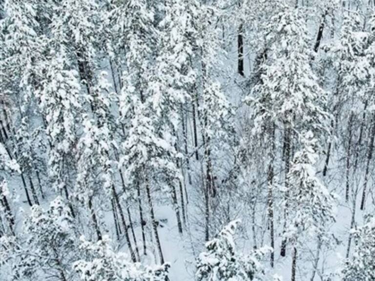 Niño de 3 años sobrevivió 72 horas solo en un bosque de Siberia