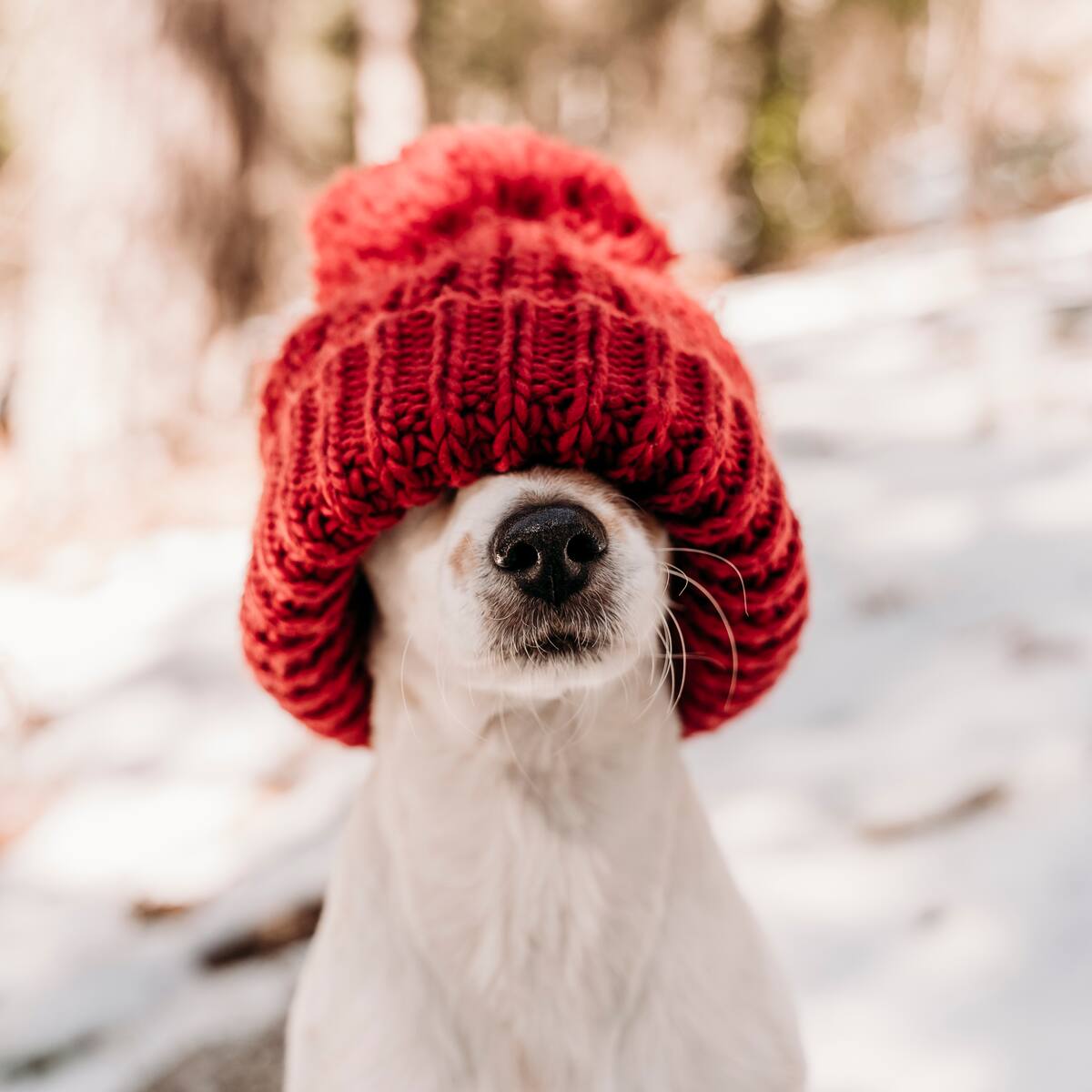 ¿Debes abrigar a tu perro este invierno? Los 5 errores que cometes al cuidar a tu mascota en invierno (y cómo evitarlos)