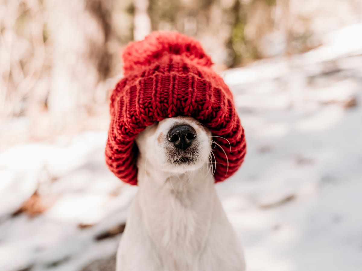 ¿Debes abrigar a tu perro este invierno? Los 5 errores que cometes al cuidar a tu mascota en invierno (y cómo evitarlos)