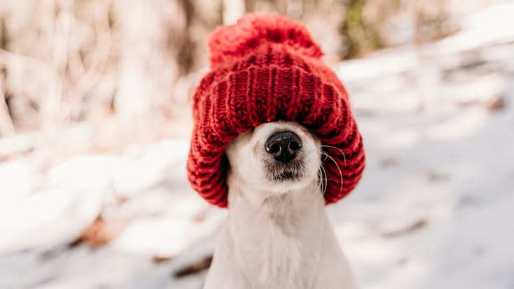 ¿Debes abrigar a tu perro este invierno? Los 5 errores que cometes al cuidar a tu mascota en invierno (y cómo evitarlos)