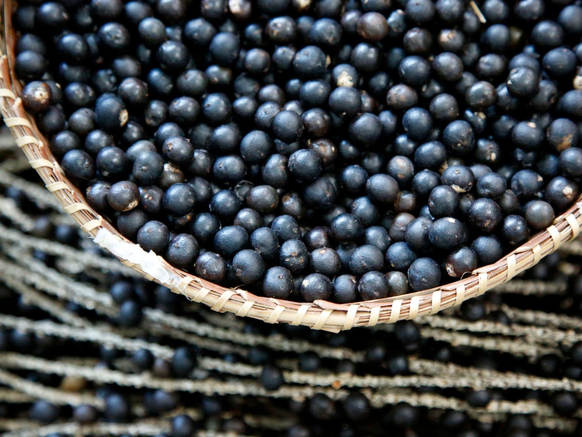 Conoce el fruto de la eternidad: una milagrosa semilla que ayuda a controlar la obesidad y la diabetes