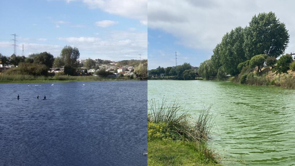 Alerta en laguna de Concepción: llaman a no tener contacto con el agua por presencia de bacteria tóxica