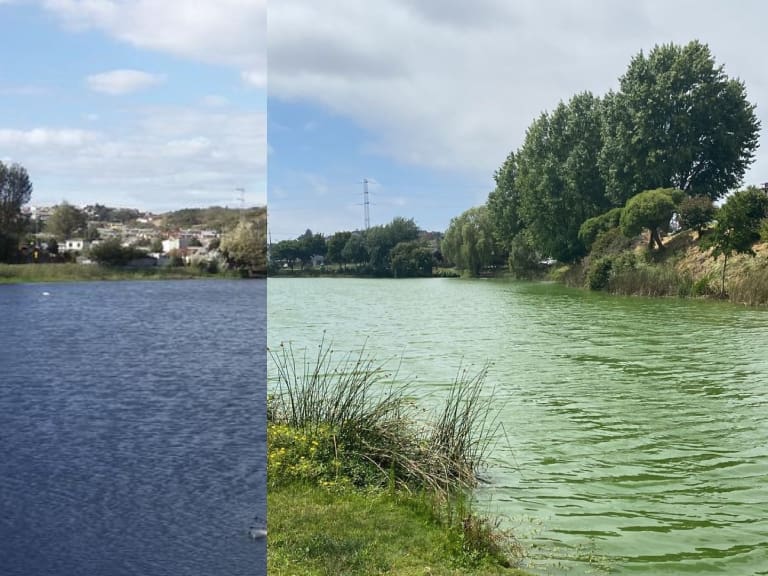 Alerta en laguna de Concepción: llaman a no tener contacto con el agua por presencia de bacteria tóxica