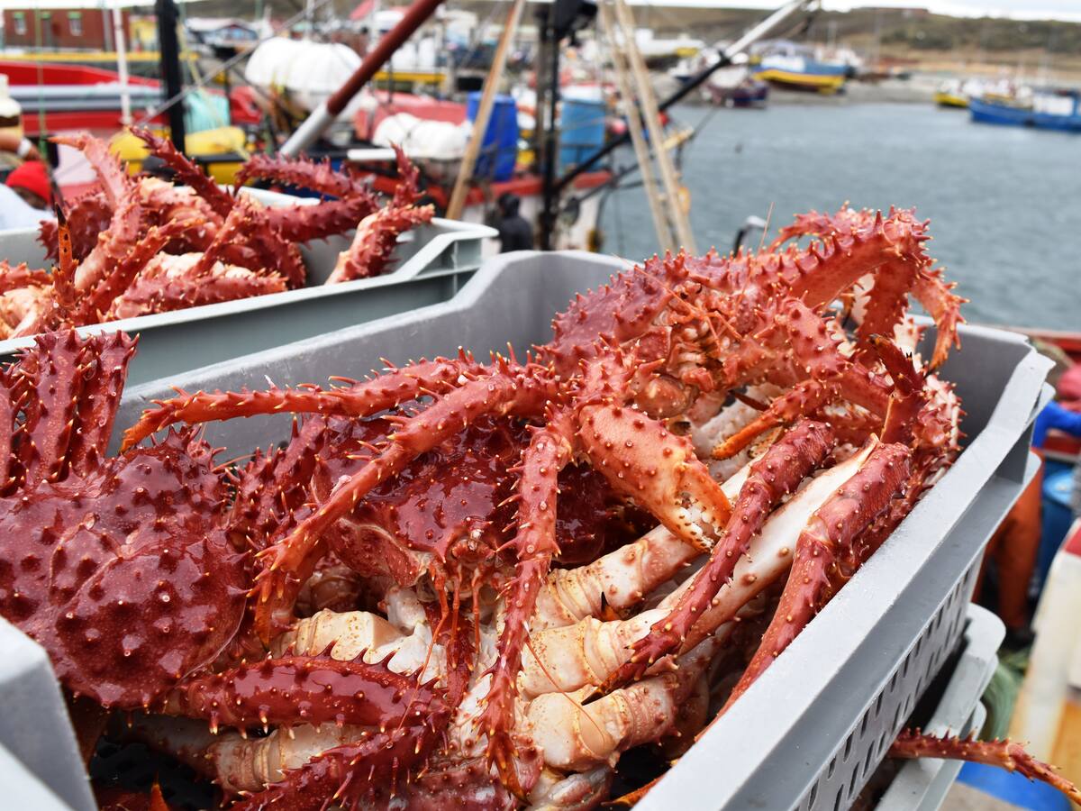 FNE acusa a siete empresas y ocho ejecutivos por colusión en la compra de centolla en región de Magallanes: arriesgan multimillonarias multas