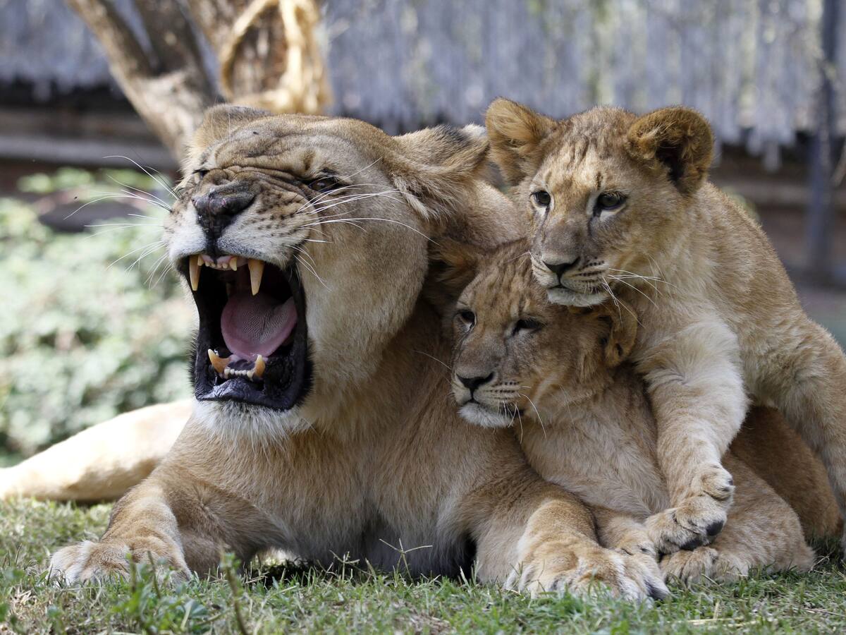 Reality zoo: webserie mostrará cómo viven la cuarentena los animales del Buin Zoo