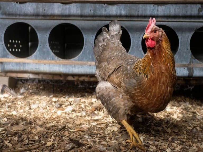 Decretan alerta temprana preventiva por casos de gripe aviar en el Maule