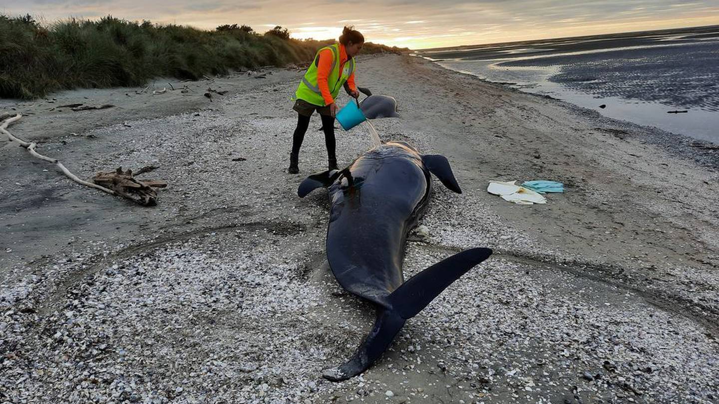 Guardaparque asiste a una ballena varada en las cercanías de Farewell Spit