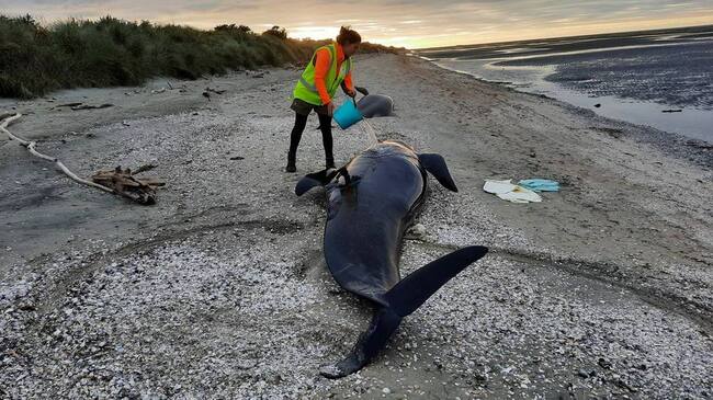 Guardaparque asiste a una ballena varada en las cercanías de Farewell Spit