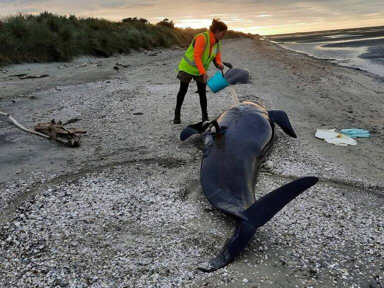 Guardaparque asiste a una ballena varada en las cercanías de Farewell Spit