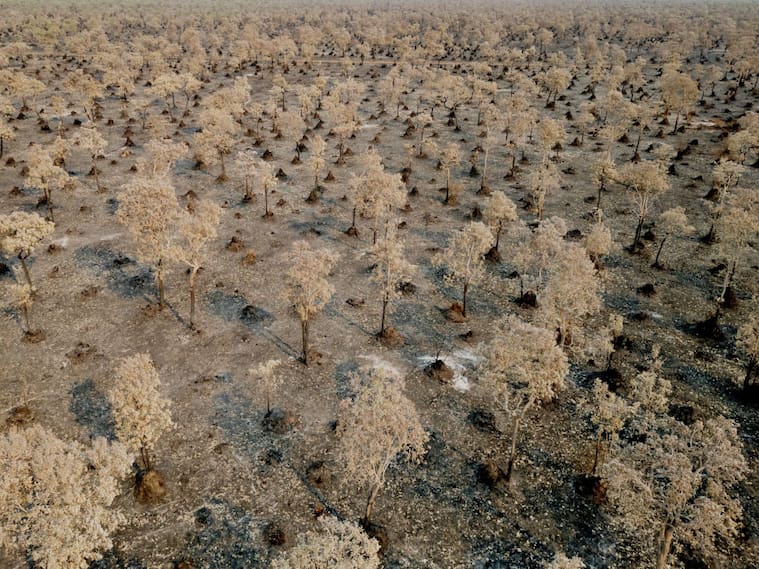 Una vista aérea de un boque quemado en el Pantanal, del estado de Mato Grosso do Sul en Brasil.