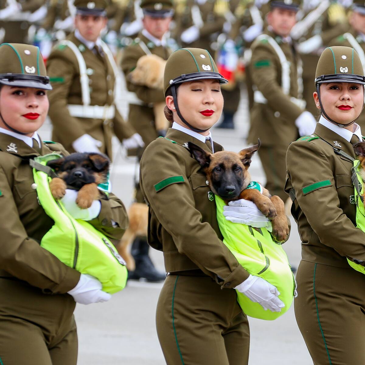 La tierna aparición del escuadrón canino en la Parada Militar 2026: así fue el desfile de los perritos de Carabineros
