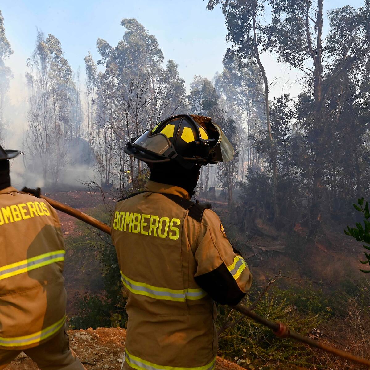 Incendio forestal en Pichilemu: Senapred declara Alerta Amarilla por emergencia que afecta 50 hectáreas
