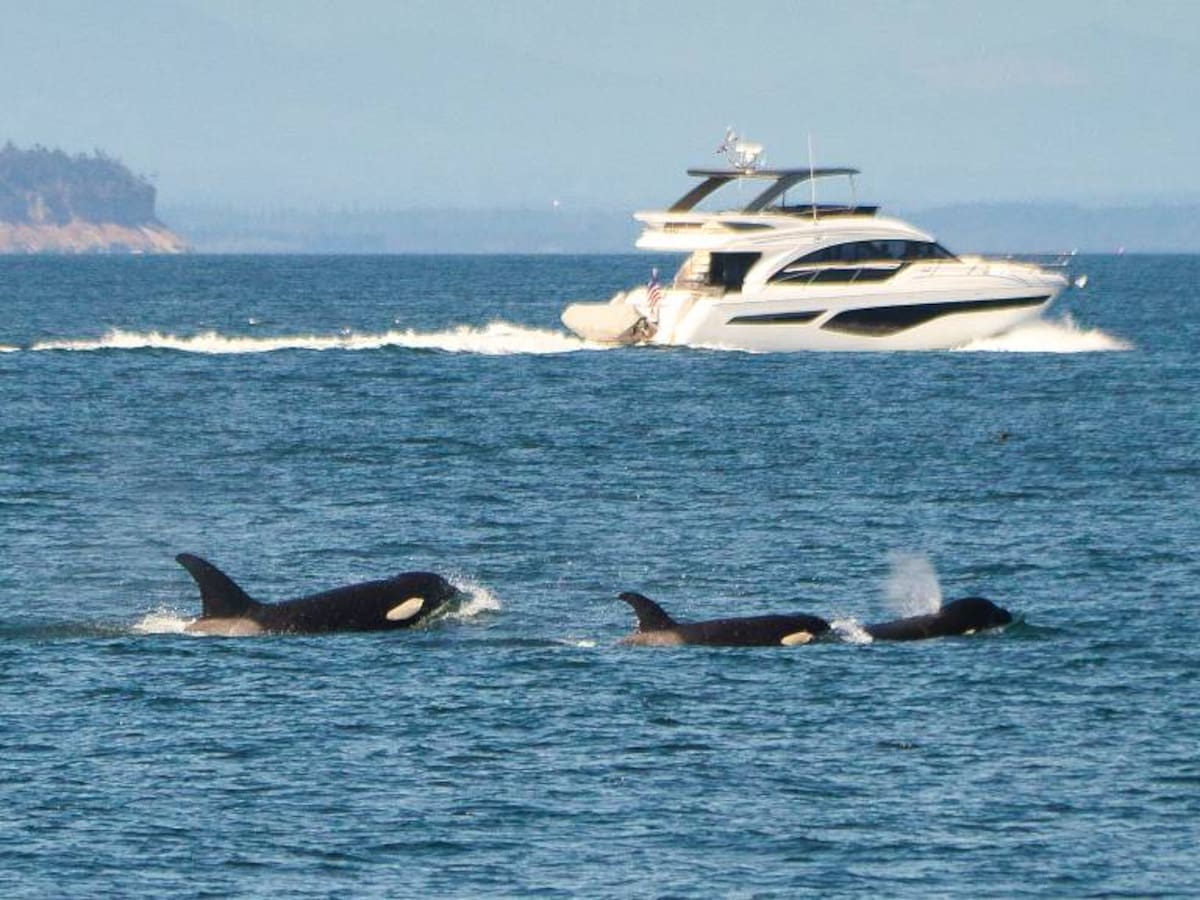 Continúa la revolución de Gladis: aumentan los encuentros y ataques de orcas a embarcaciones