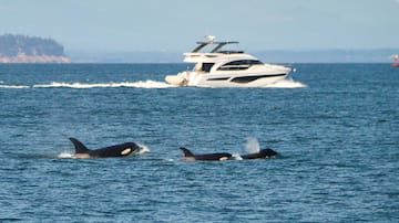 VIDEO. Registran el momento en que una orca devora a un tiburón blanco en menos de dos minutos: científicos expresaron su preocupación