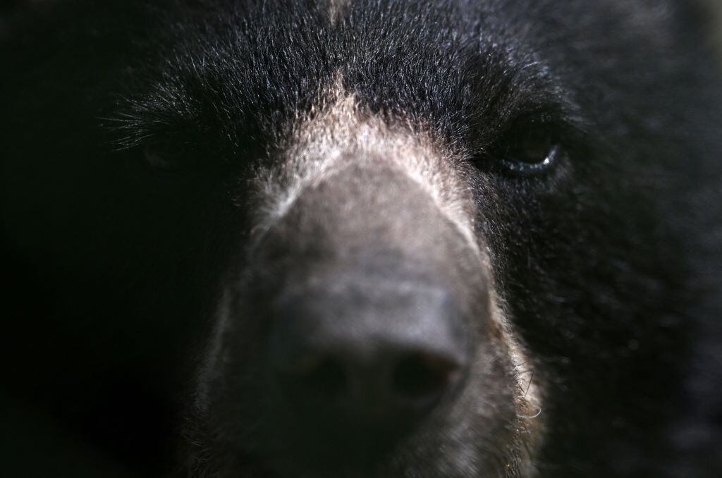 Oso andino