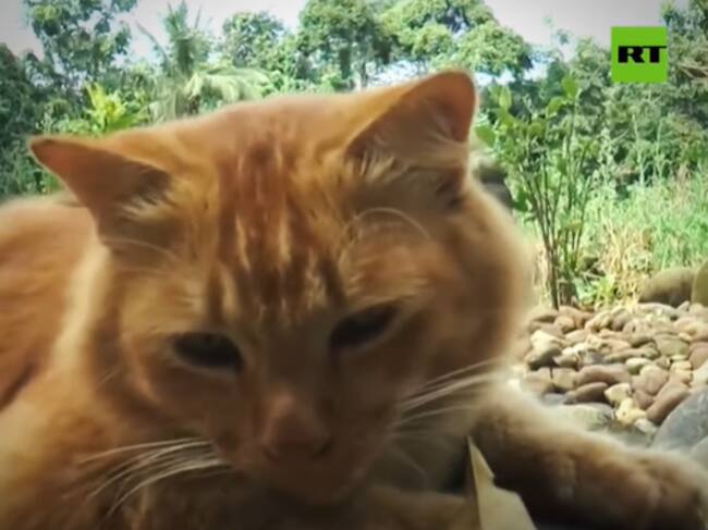 Captura RT