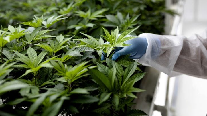 A technician inspects the leaves of cannabis plants growing inside a controlled environment in North Macedonia. Photographer: Konstantinos Tsakalidis/Bloomberg