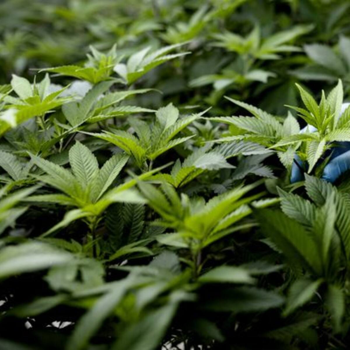 España aprueba el uso de cannabis medicinal: estas son las condiciones para adquirirla