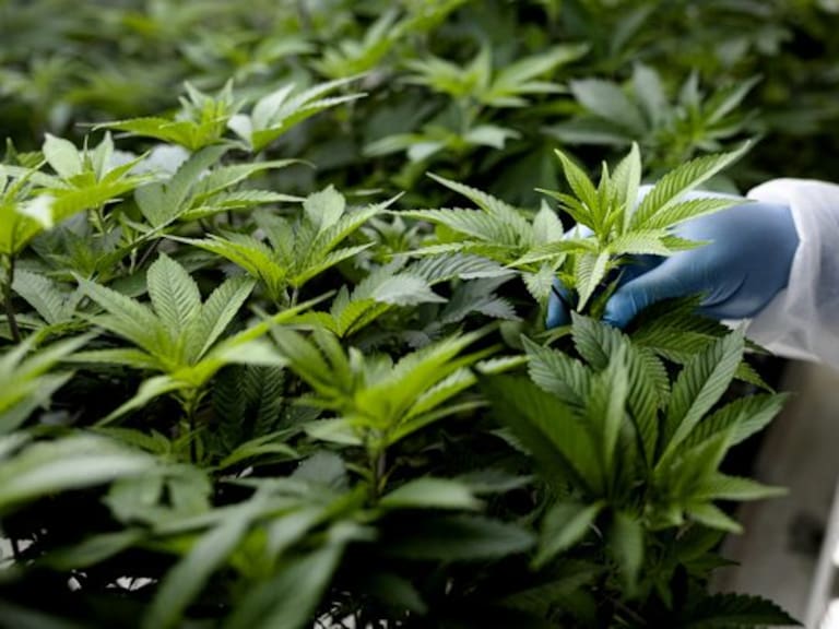 A technician inspects the leaves of cannabis plants growing inside a controlled environment in North Macedonia. Photographer: Konstantinos Tsakalidis/Bloomberg