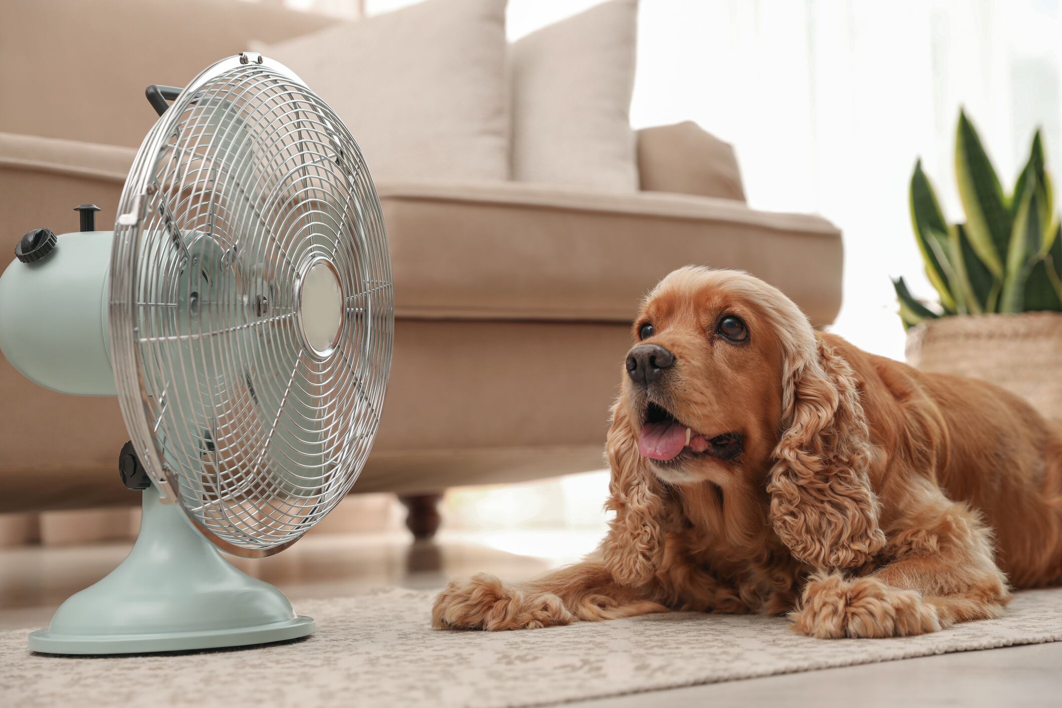 Tras alerta por altas temperaturas: Qué hago si a mi mascota le da un golpe de calor