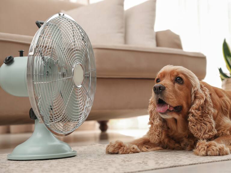 Tras alerta por altas temperaturas: Qué hago si a mi mascota le da un golpe de calor