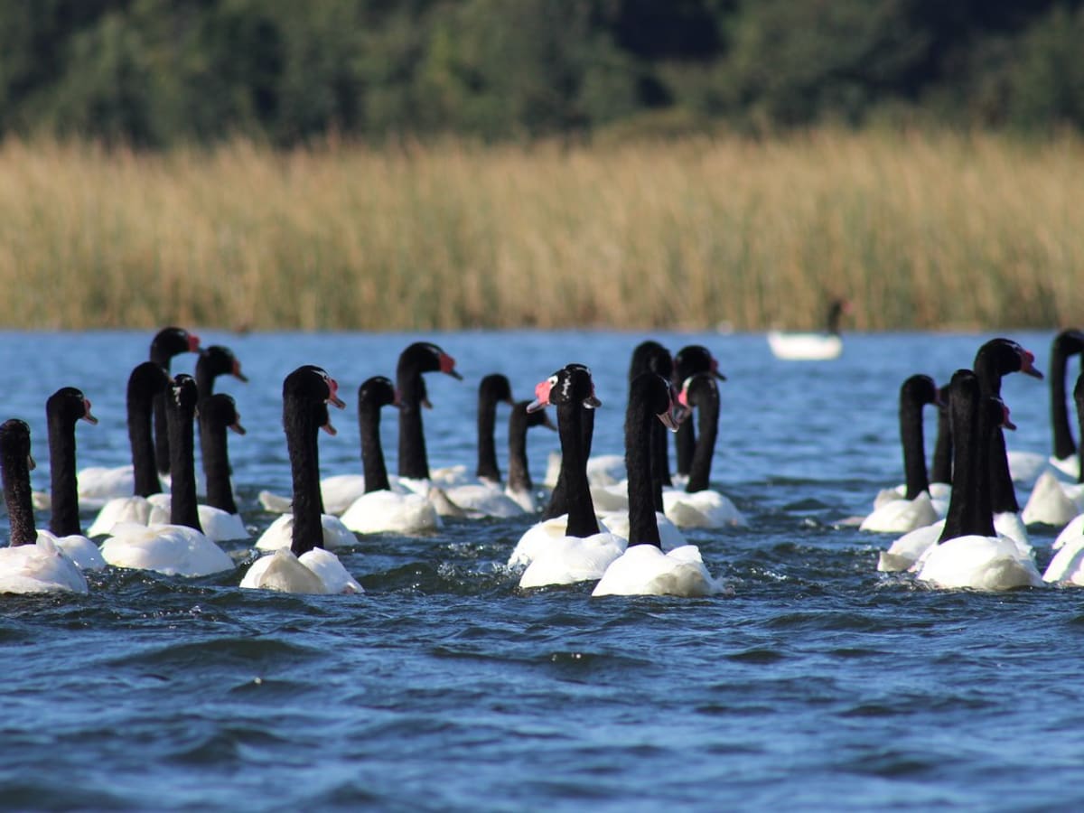 Alerta en Los Ríos: brote de gripe aviar deja 137 cisnes de cuello negro fallecidos en santuario de la naturaleza
