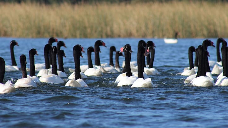 Alerta en Los Ríos: brote de gripe aviar deja 137 cisnes de cuello negro fallecidos en santuario de la naturaleza