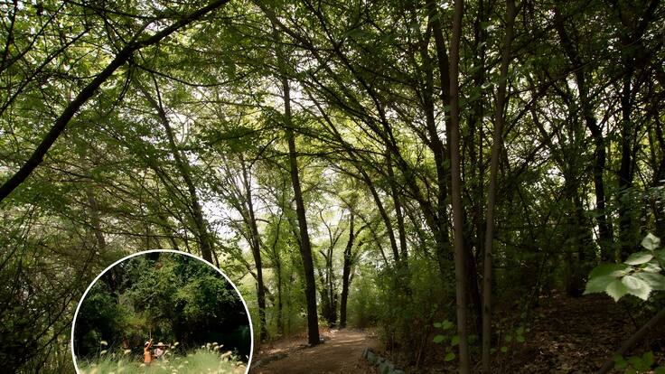 Un verdadero edén: cómo llegar al bosque secreto de Santiago con humedal, senderos y hermosas flores