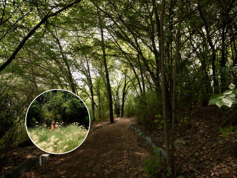 Un verdadero edén: cómo llegar al bosque secreto de Santiago con humedal, senderos y hermosas flores