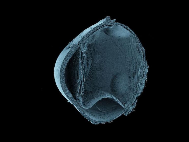 Crean un “Google Maps” del cuerpo humano: así puedes explorar órganos hasta nivel celular