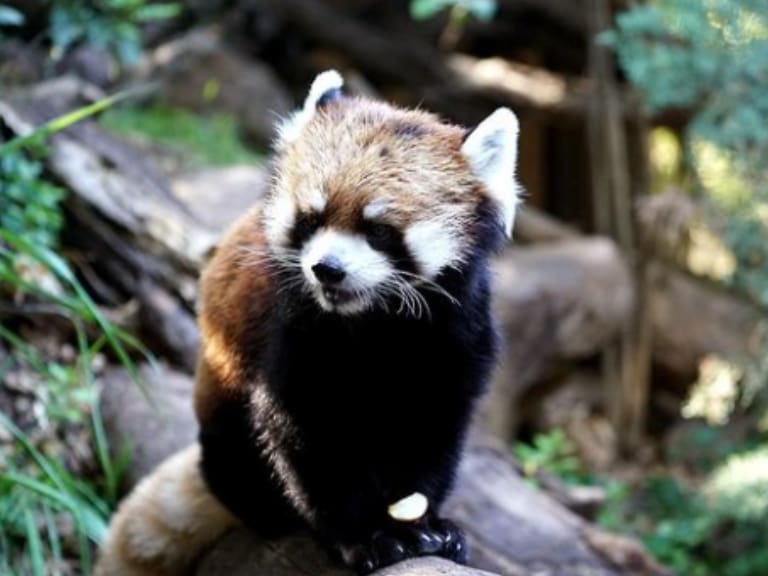 Confirman la muerte de “Kelú”: el primer y único panda rojo nacido en Chile