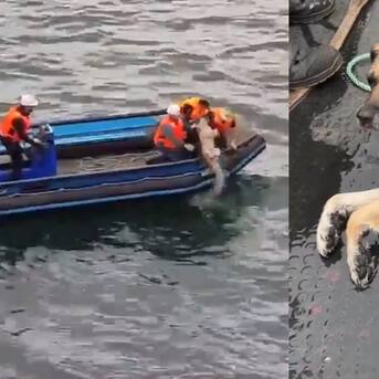 Su dueña, una adulta mayor, lo buscaba hace cinco días: Perrito ciego fue rescatado mientras nadaba perdido en el mar de Talcahuano