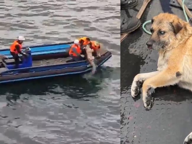 Su dueña, una adulta mayor, lo buscaba hace cinco días: Perrito ciego fue rescatado mientras nadaba perdido en el mar de Talcahuano