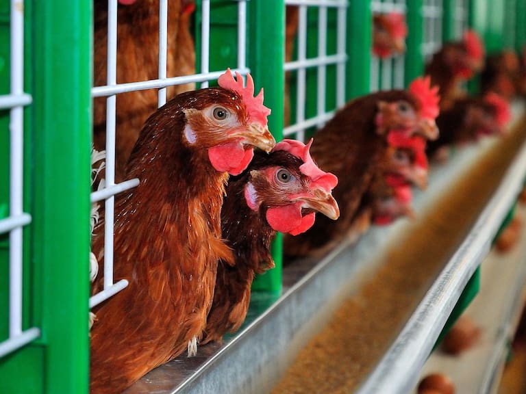 Científicos detectan primera transmisión de cepa H5N8 de gripe aviar a personas en Rusia