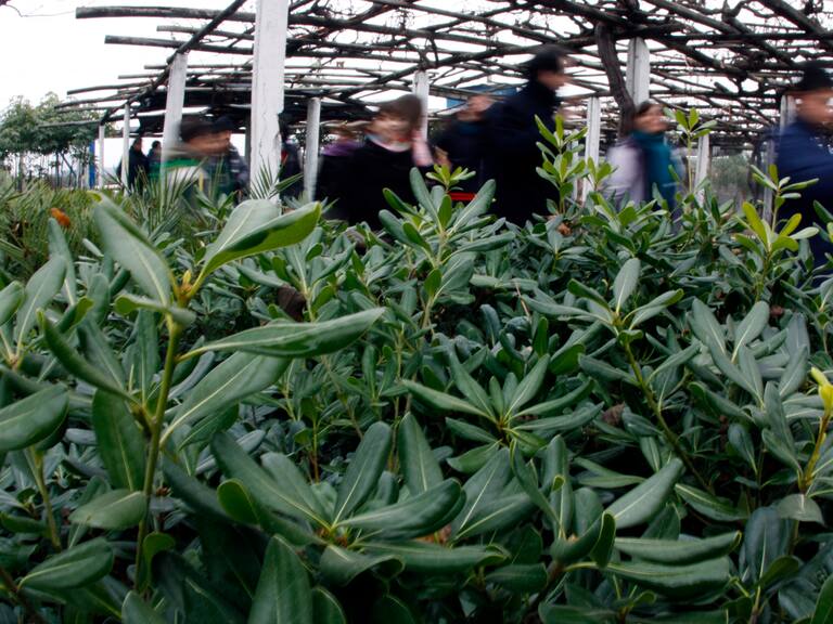 28 de Junio de 2011Esta mañana con motivo de la conmemoración del Día Mundial del Árbol, Unos 28 mil árboles nativos, exóticos y arbustos del bosque chileno de la zona central, como peumos, quillay, algarrobos y algunas araucarias; y unas 8 mil plantas y flores conforman el Vivero Municipal de Maipú, abrio sus puertas a la comunidad para realizar visitas guiadas.
FOTO:SEBASTIAN RODRIGUEZ/AGENCIAUNO