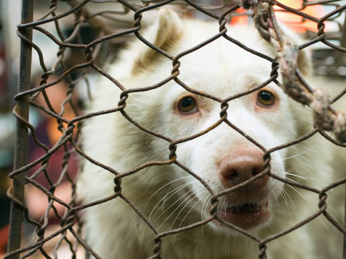 PDI confirmó que casos de maltrato animal aumentaron en un 7% durante 2021